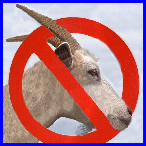 NO GOAT | Chicago Venture Magazine